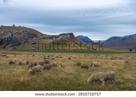 Jagged Limestone Rock Formations on Hillside with Grazing Sheep Castle Hill in the Canterbury high country, South Island, New Zealand.