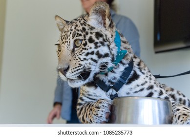 Jaguar Stock Photo 1085235773 | Shutterstock