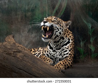 Jaguar