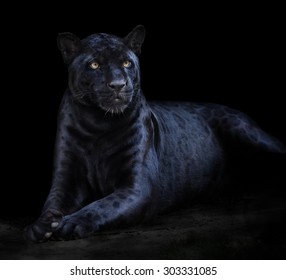 Pantera Negra Hd Stock Images Shutterstock