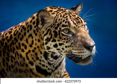 Jaguar.