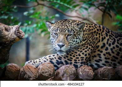 Jaguar Stock Photo 484104127 | Shutterstock