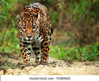 Jaguar