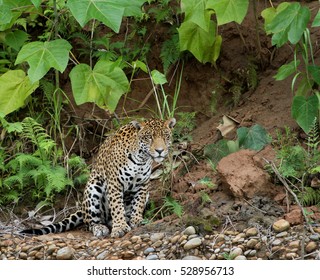 Jaguar In The Amazon Forest