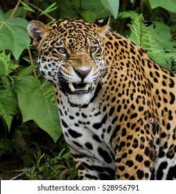 Jaguar In The Amazon Forest