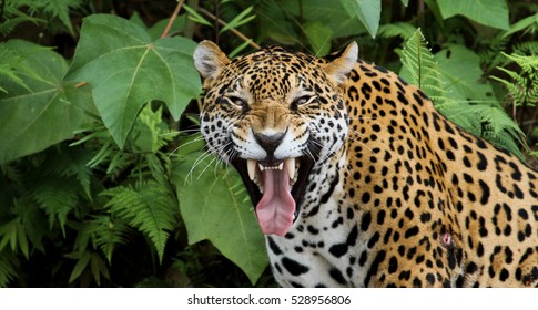 Jaguar In The Amazon Forest