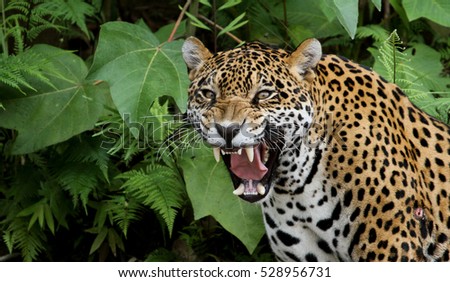 Jaguar in the Amazon Forest
