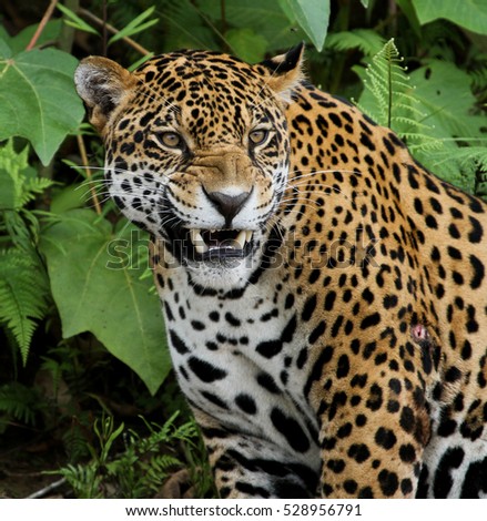 Jaguar in the Amazon Forest