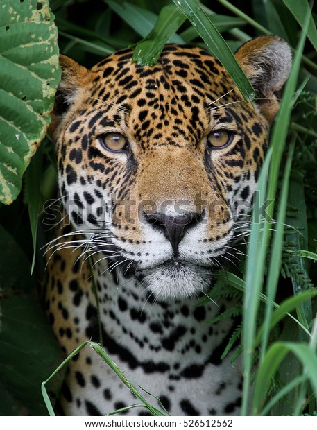 Jaguar in the Amazon\
Jungle