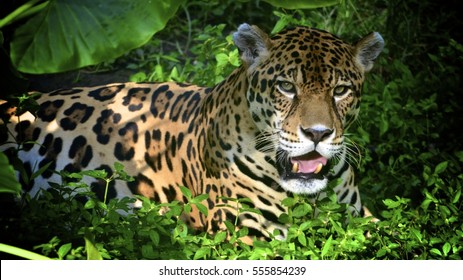 Un jaguar en la selva amazónica. Iquitos, Perú