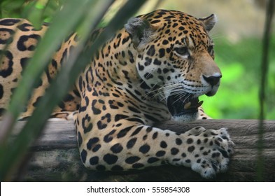 A Jaguar In The Amazon Rain Forest. Iquitos, Peru