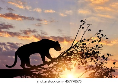 Jaguar Animal From A Tree On A Sunset Background