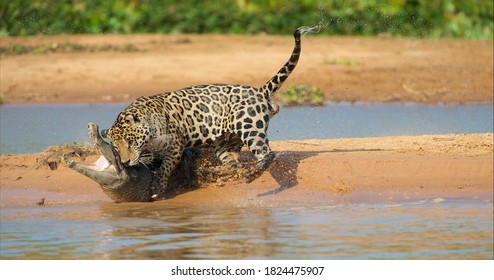 Jaguar Attacking Cayman Crocodile, Animals In Wild Nature, Prey Hunting