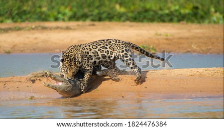 Jaguar attacking cayman crocodile, animals in wild nature, prey hunting
