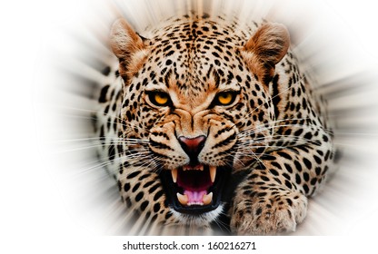 Jaguar Stock Illustrations Images Vectors Shutterstock