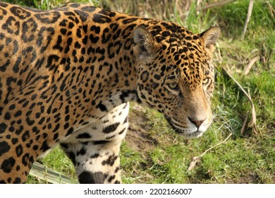Jaguar Big Cat Portrait - Sunlight on Face, Grasses in Background