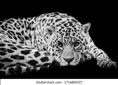 Jaguar Animal Black And White