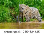 Jaguar with captured anaconda in its mouth wading through a river in the Pantanal