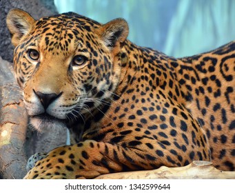 Jaguar is a cat, a feline in the Panthera genus only extant Panthera species native to the Americas. Jaguar is the third-largest feline after the tiger and lion, and the largest in the Americas.