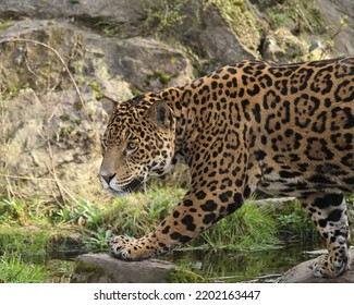 Jaguar Cat Walking Including Front Paws, Water In Background.