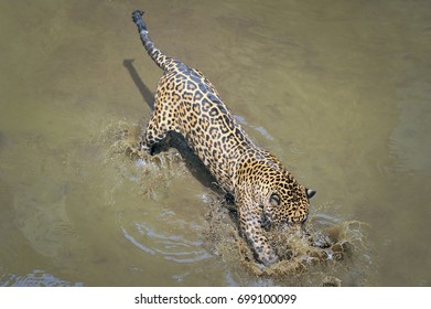 Leopard Kochschürze African Predator Tier Fester Digitaldruck