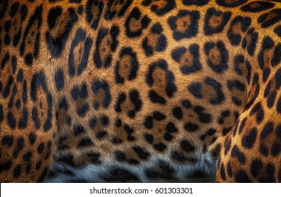 Jaguar Close Up Abstract