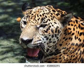 Jaguar, Costa Rica