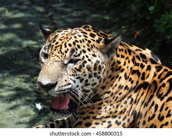 Jaguar, Costa Rica