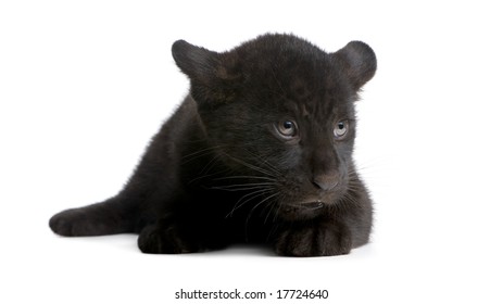 Baby panther
