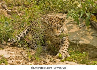 A Jaguar Cub