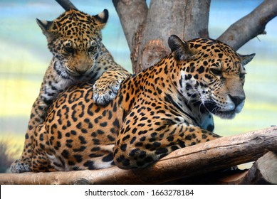 Jaguar cub & mon playing are a feline in the Panthera genus only extant Panthera species native to the Americas. Jaguar is the third-largest feline after the tiger & lion & largest in the Americas