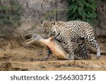 Jaguar dragging a captured caiman along the edge of the river