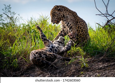 Jaguar Fight In Pantanal Brazil 