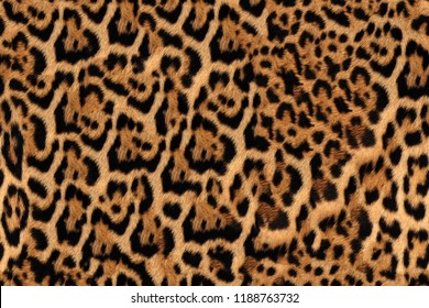 Jaguar Fur Pattern Seamless Real Hairy Texture