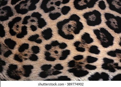 Jaguar Fur Texture Background With Beautiful Spotted Camouflage