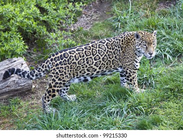 Jaguar in the grass