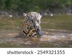 Jaguar with a green anaconda grasped in its mouth while swimming in a river in the Pantanal