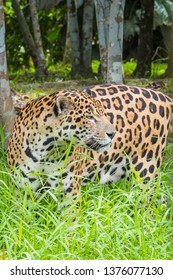 Jaguar In Guiana Zoo, Guyana, Cayenne, France