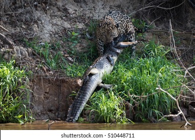 Jaguar Hauling Yacare Caiman Out Of River