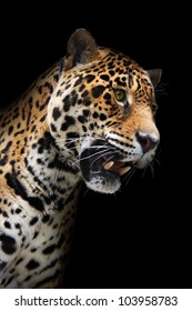 Jaguar Head In Darkness. Wild Animal Showing Teeth, Black Background