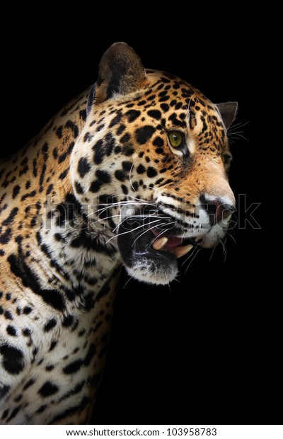 Jaguar Head Darkness Wild Animal Showing Stock Photo (Edit Now) 103958783