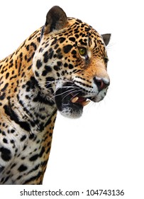 Jaguar Head Isolated. Wild Animal Showing Teeth, White Background