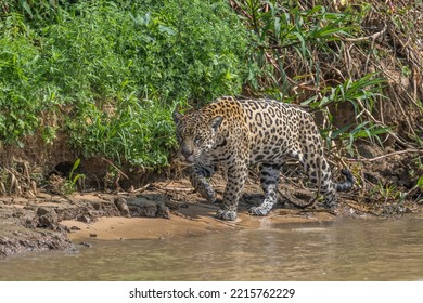 Jaguar Hunting Along The Banks Of The Cuba River, Pantanal,  Brazil