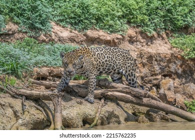 Jaguar Hunting Along The Banks Of The Cuba River, Pantanal,  Brazil