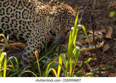 Jaguar Hunting Caiman In The North Pantanal - Porto Jofre 