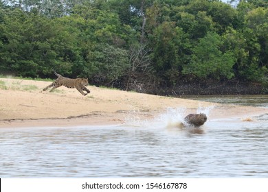 Jaguar Hunting Capybaras On The Riverbank- Pantanal.