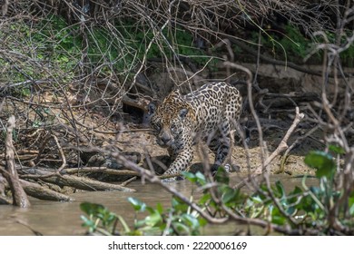 Jaguar Hunting And Examining The Hyacinths For Prey