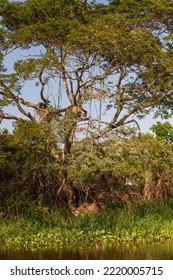 Jaguar Hunting High Up In A Tree Poised To Jump