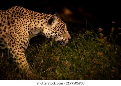 Jaguar Hunting In The Pantanal