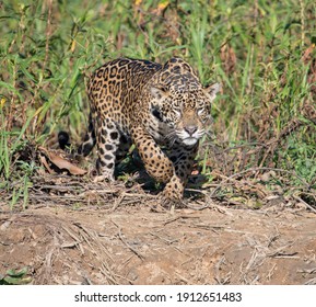 Jaguar Hunting In Pantanal, Brazil